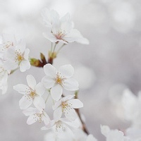 花姑子