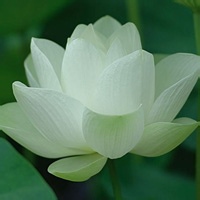 秋水眸