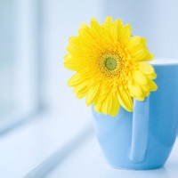 花旦玲珑