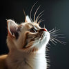 歪嘴猫